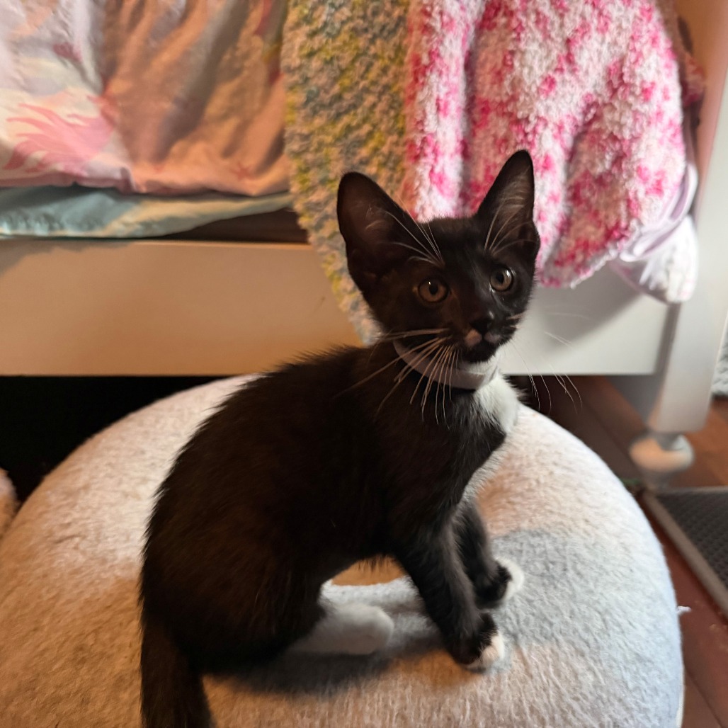 Pixel, photo 4