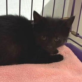 KIWI - Domestic Shorthair available for adoption