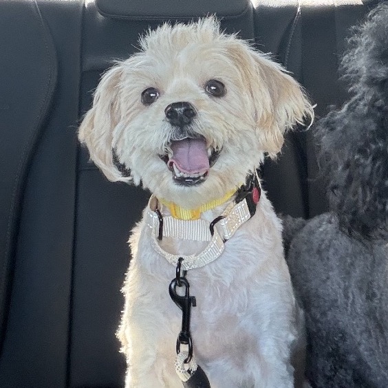 Daisy, photo 2