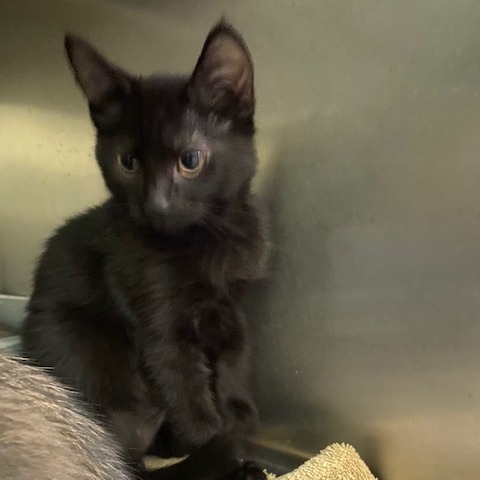 HOPPY - Domestic Shorthair available for adoption