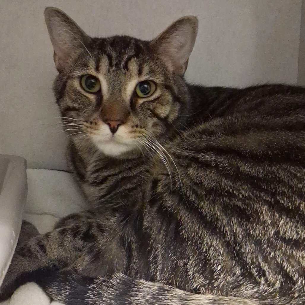 TUBA - Domestic Shorthair available for adoption