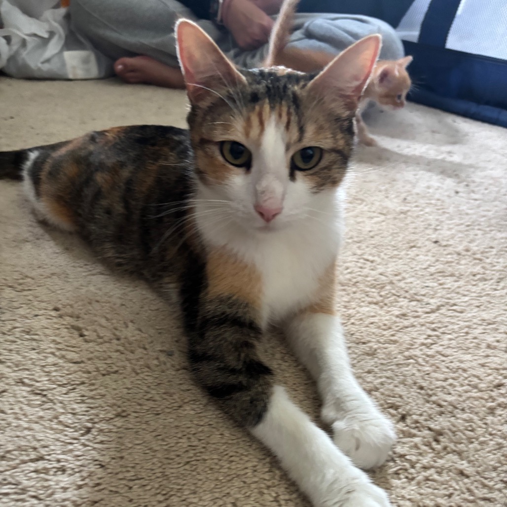 BEANS - Domestic Shorthair available for adoption