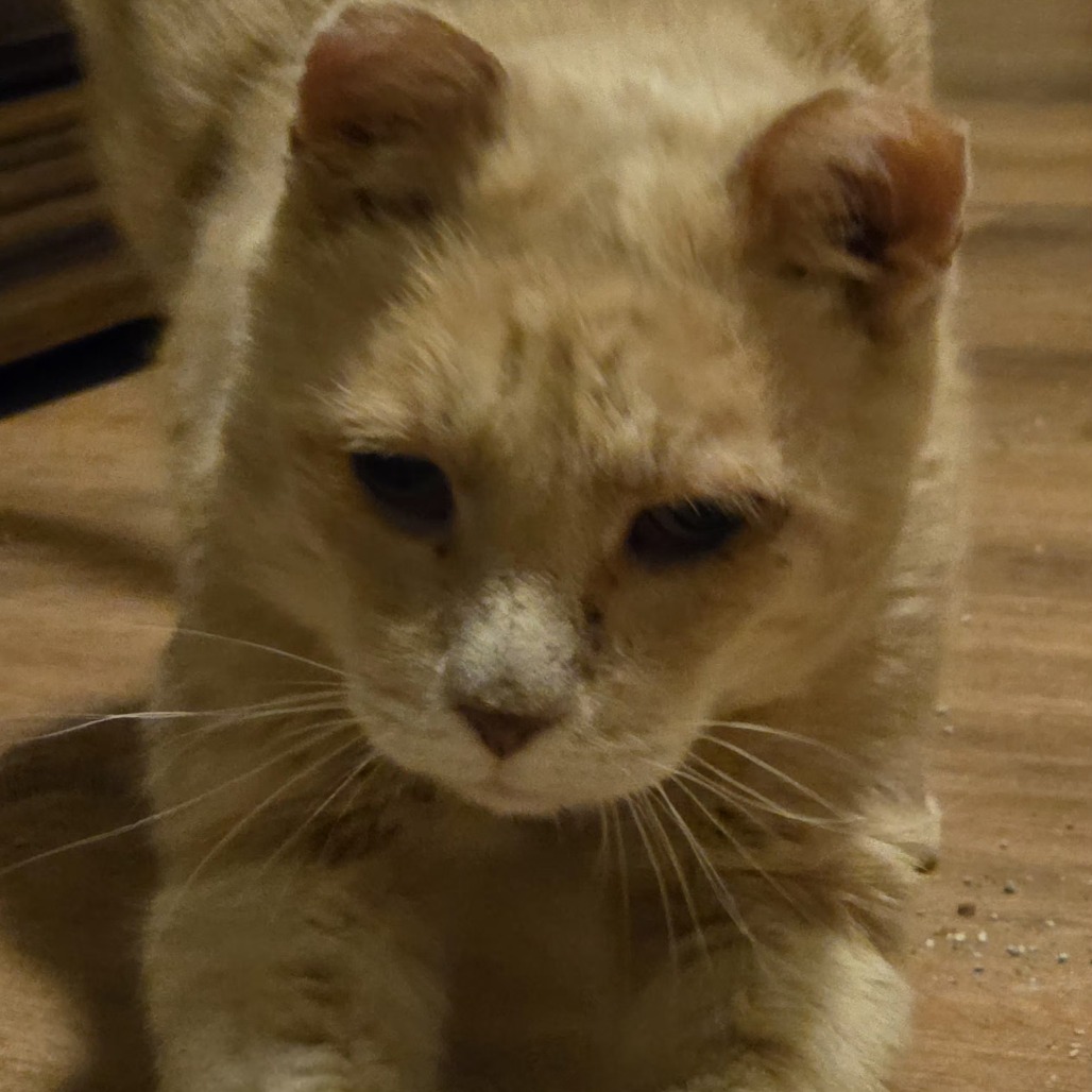 MARSHALL - Domestic Shorthair available for adoption