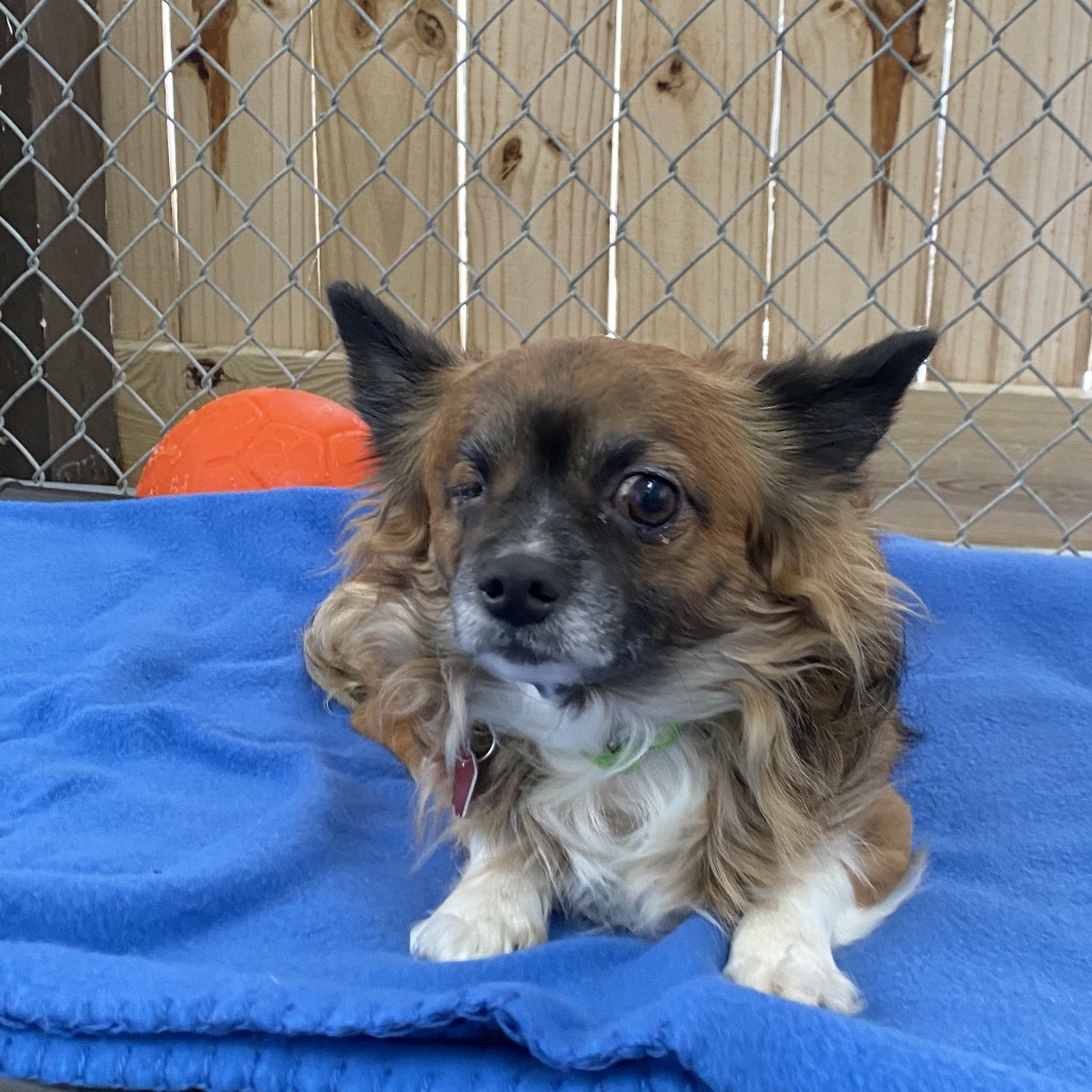 Saint — thumbnail 3