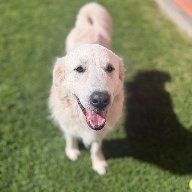 Kennel#15 Buck's preview photo