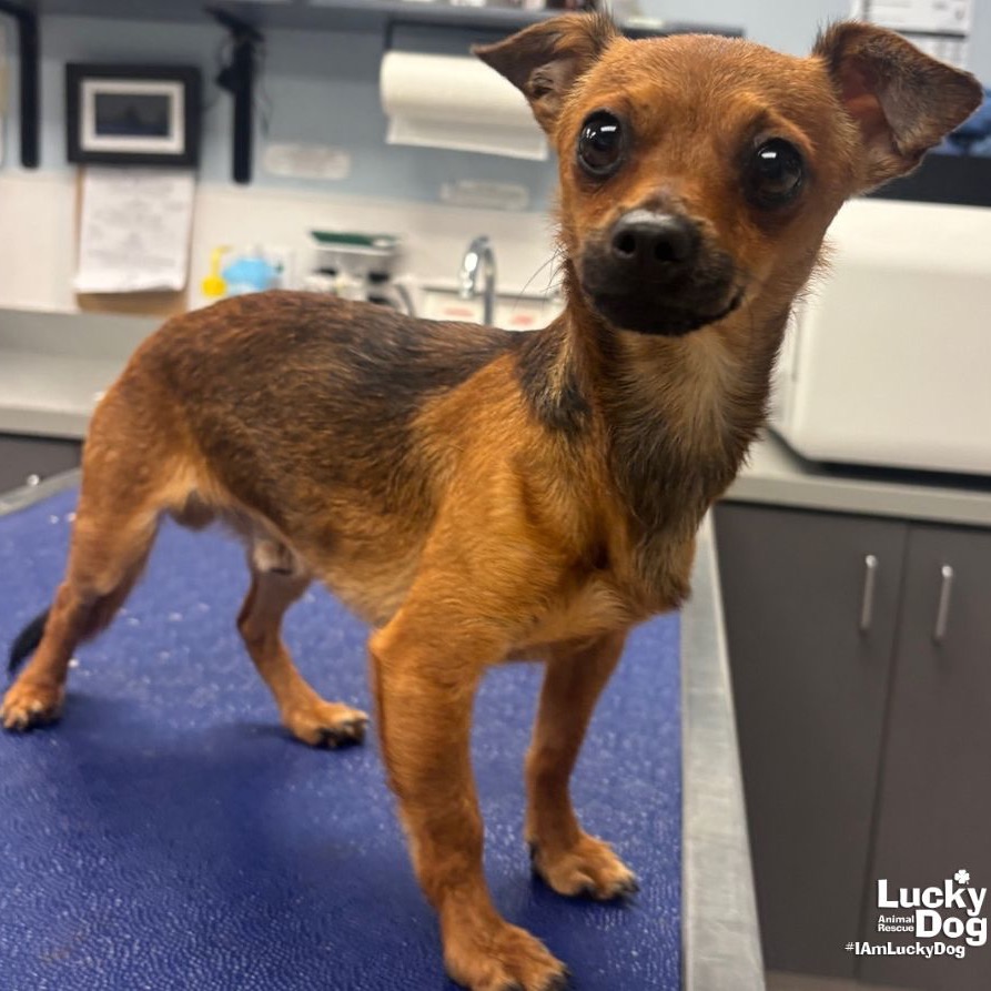 KRAMER - Chihuahua available for adoption