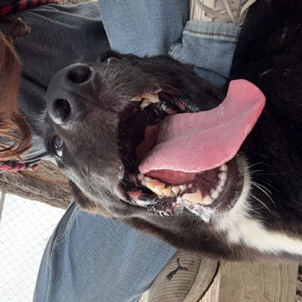 Ruby photo 3
