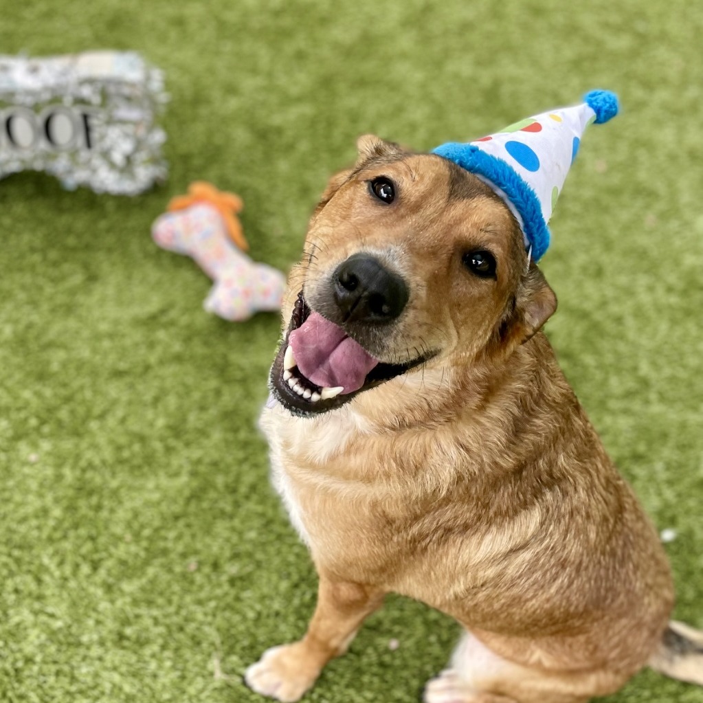 Layla — thumbnail 11