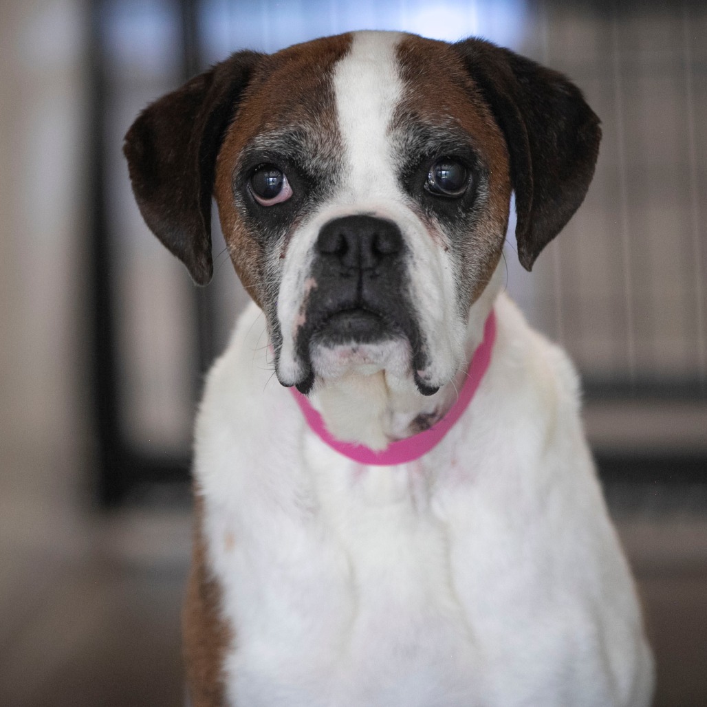 Lil Ruby (JN26-09), photo 2
