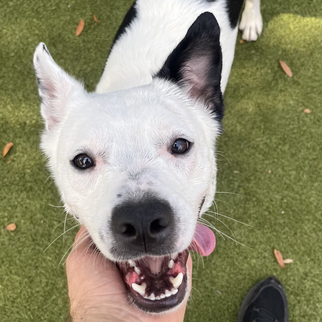 Claire 💎 is available for adoption at Humane Society of Sarasota County