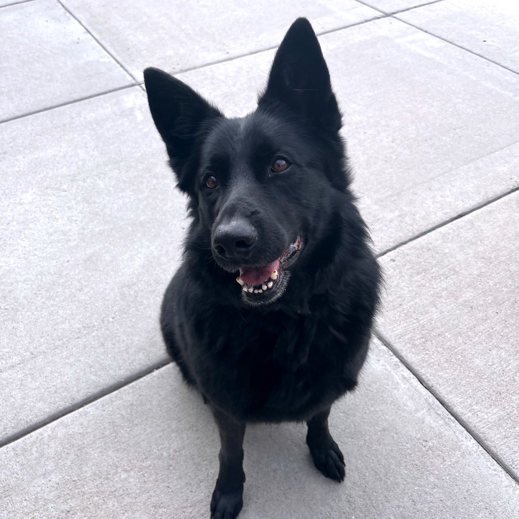 Riley, photo 5