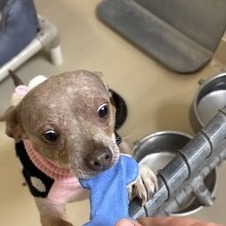 Bratwurst — thumbnail 10