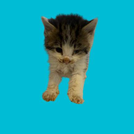  Photo of TUSC-Stray-82313