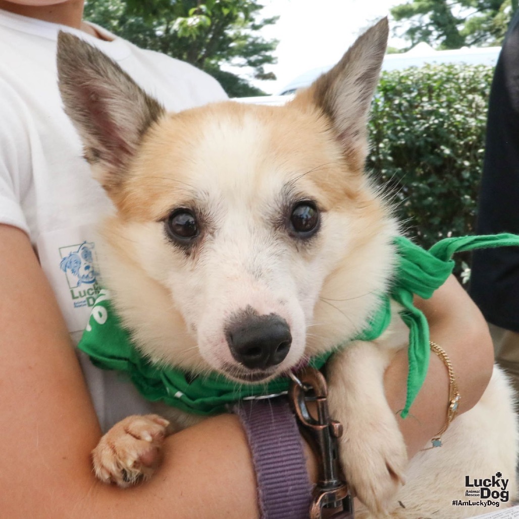 BARNEY - Terrier, Jack Russell / Mix available for adoption