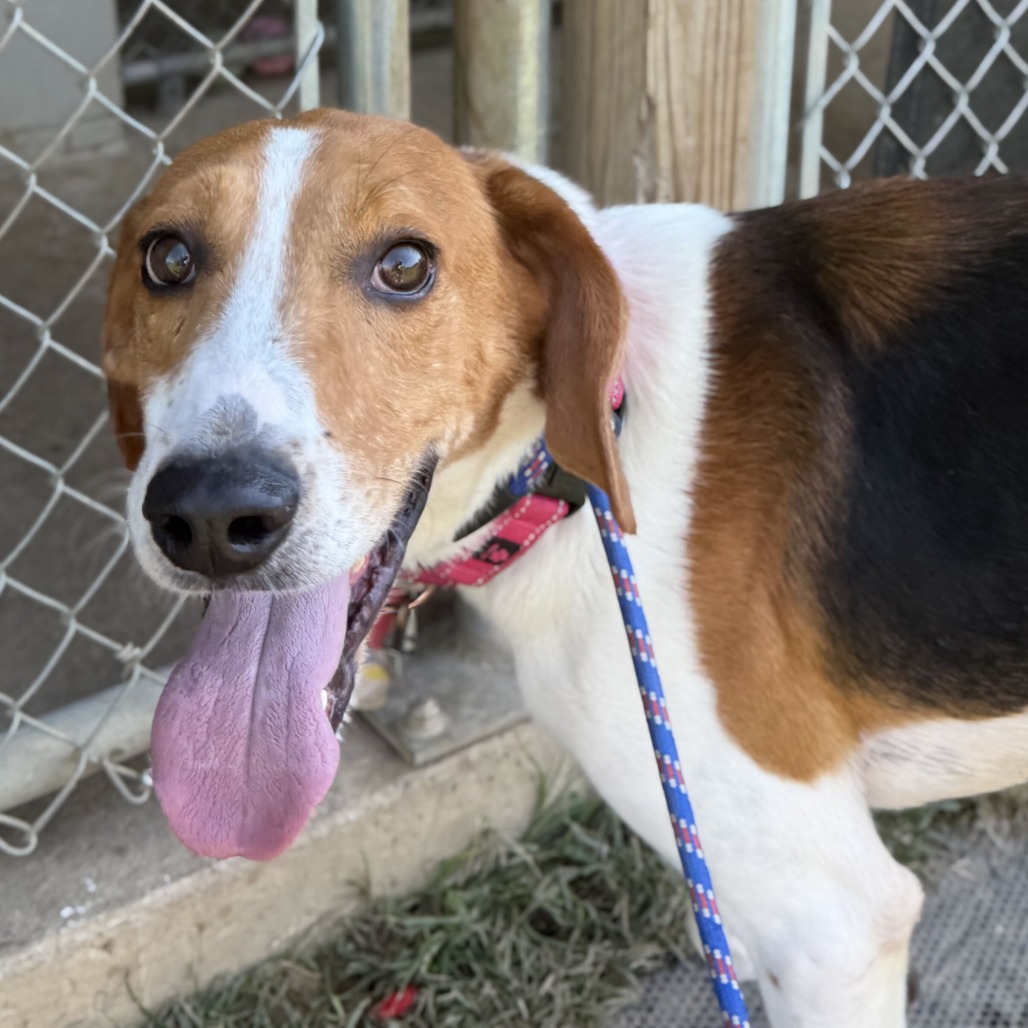 LINK - Hound available for adoption