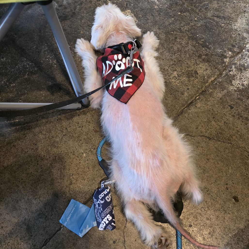 Domino, photo 13