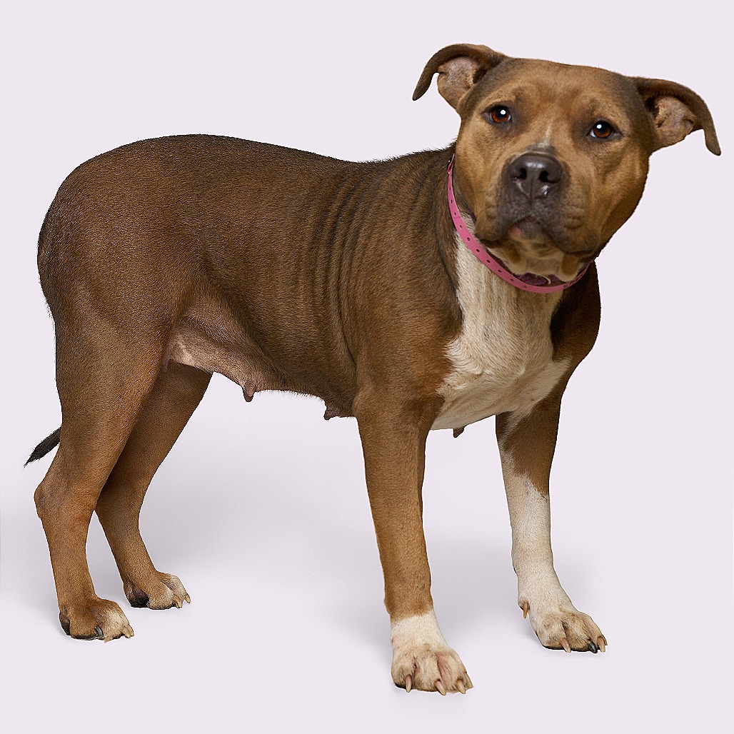 Lily — thumbnail 4