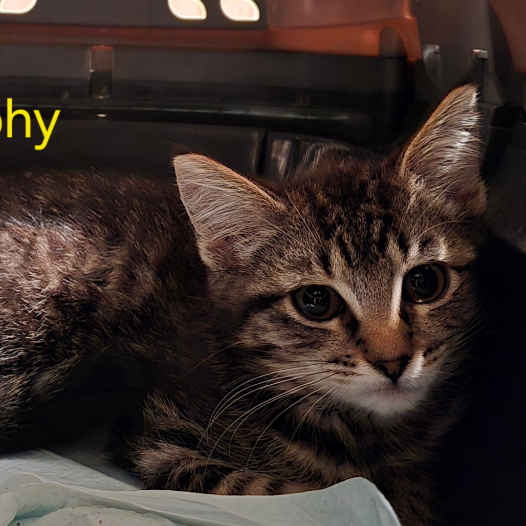 MURPHY - Domestic Shorthair available for adoption