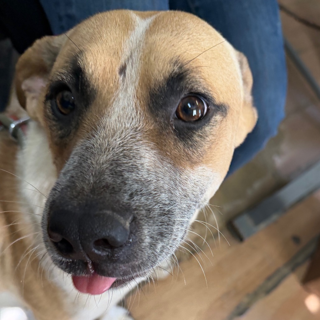 CLAIR - Shepherd available for adoption