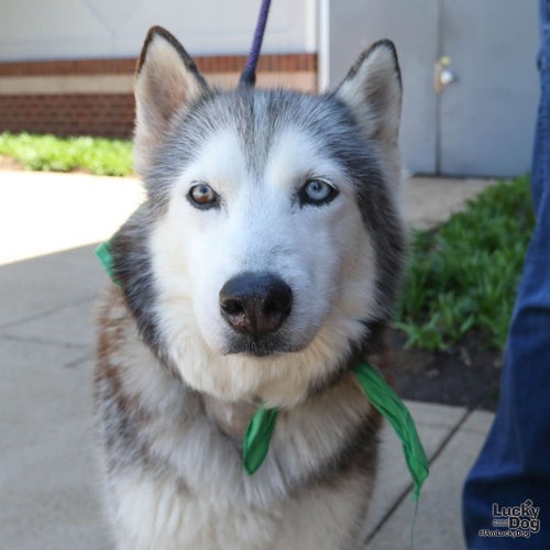 SAPPHIRE - Husky available for adoption