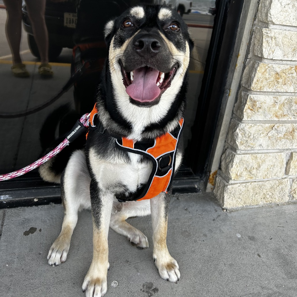 TOBY - Shepherd / Mixed Breed (Medium) available for adoption