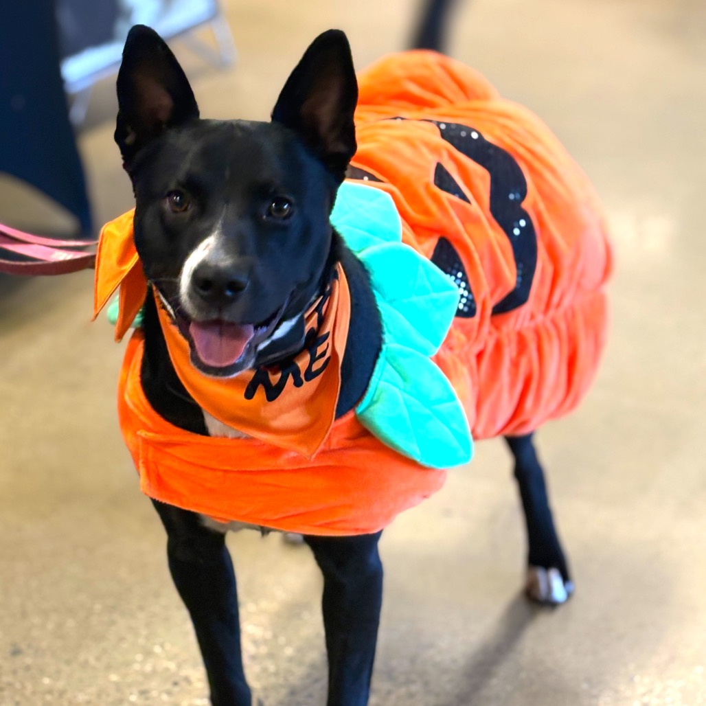 DIEGO - Cattle Dog / Retriever, Black Labrador available for adoption