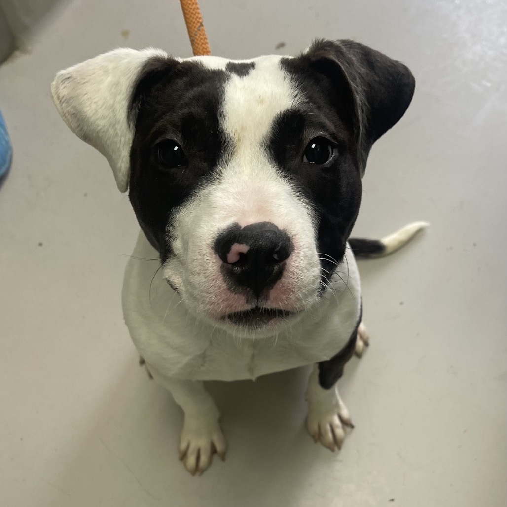 Missy — thumbnail 3