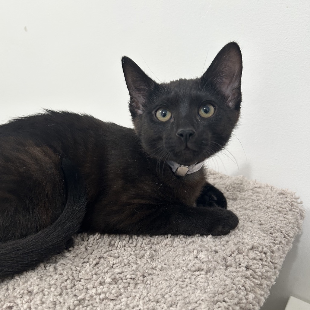 Slate the Cat
