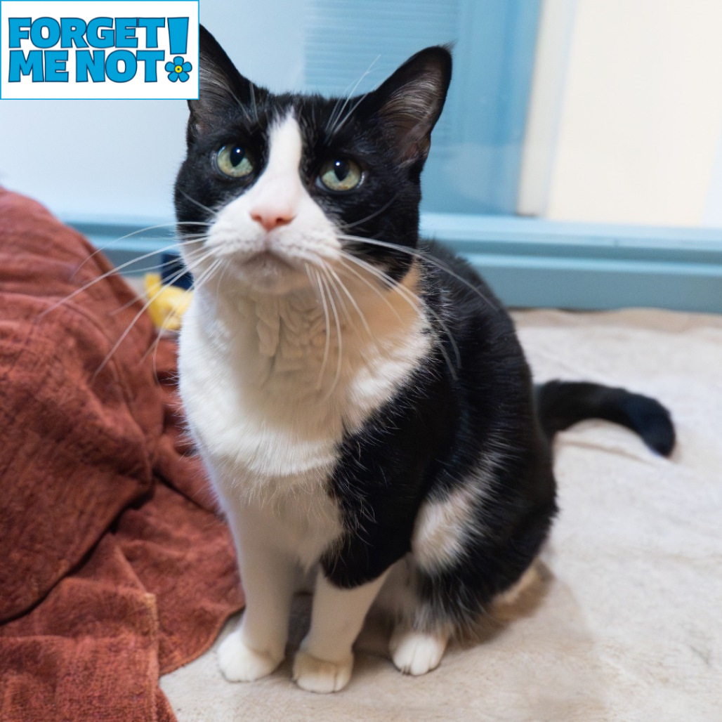GOOSE - Domestic Shorthair for adoption in Baltimore