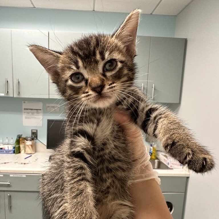 INDIGO - Domestic Shorthair available for adoption