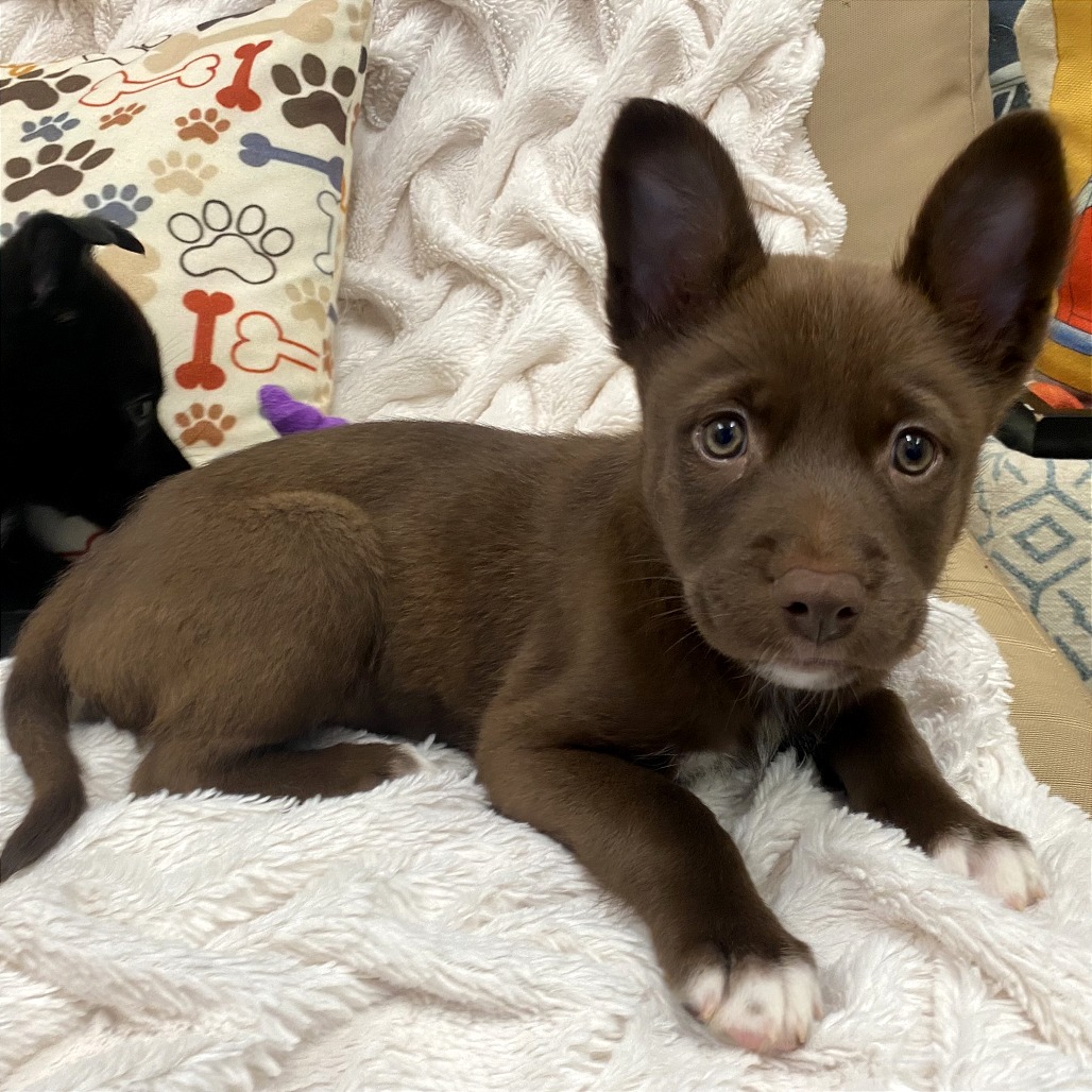 FLAN - Mixed Breed (Medium) available for adoption