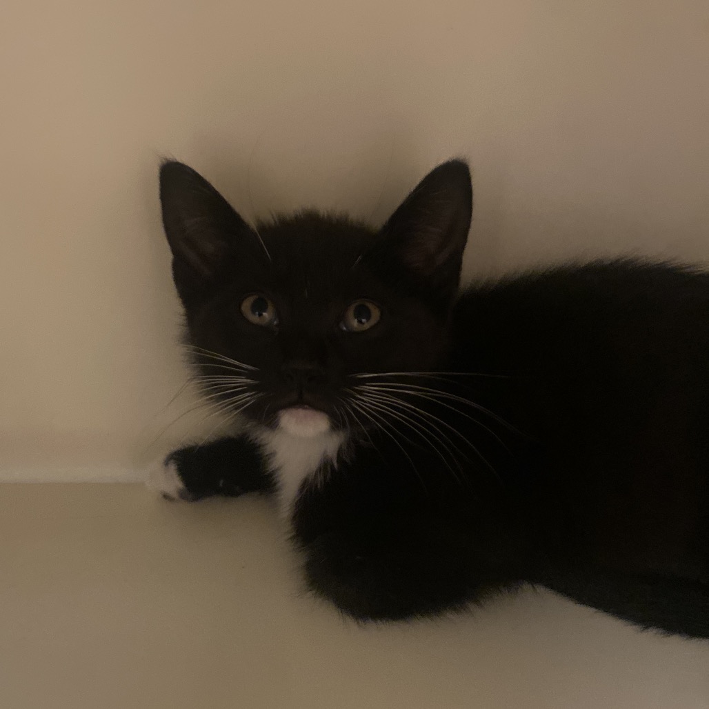 KENAI - Domestic Shorthair available for adoption