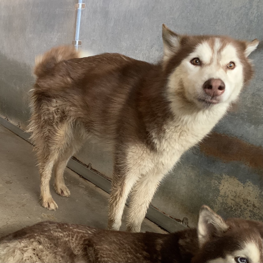 Avery, available for adoption at PVAS