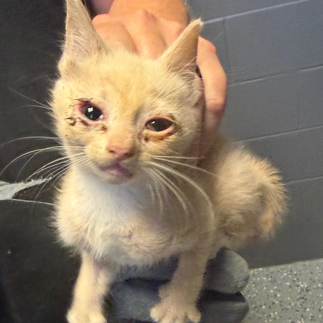 Tusc Stray 84887 2 3 4 5 6