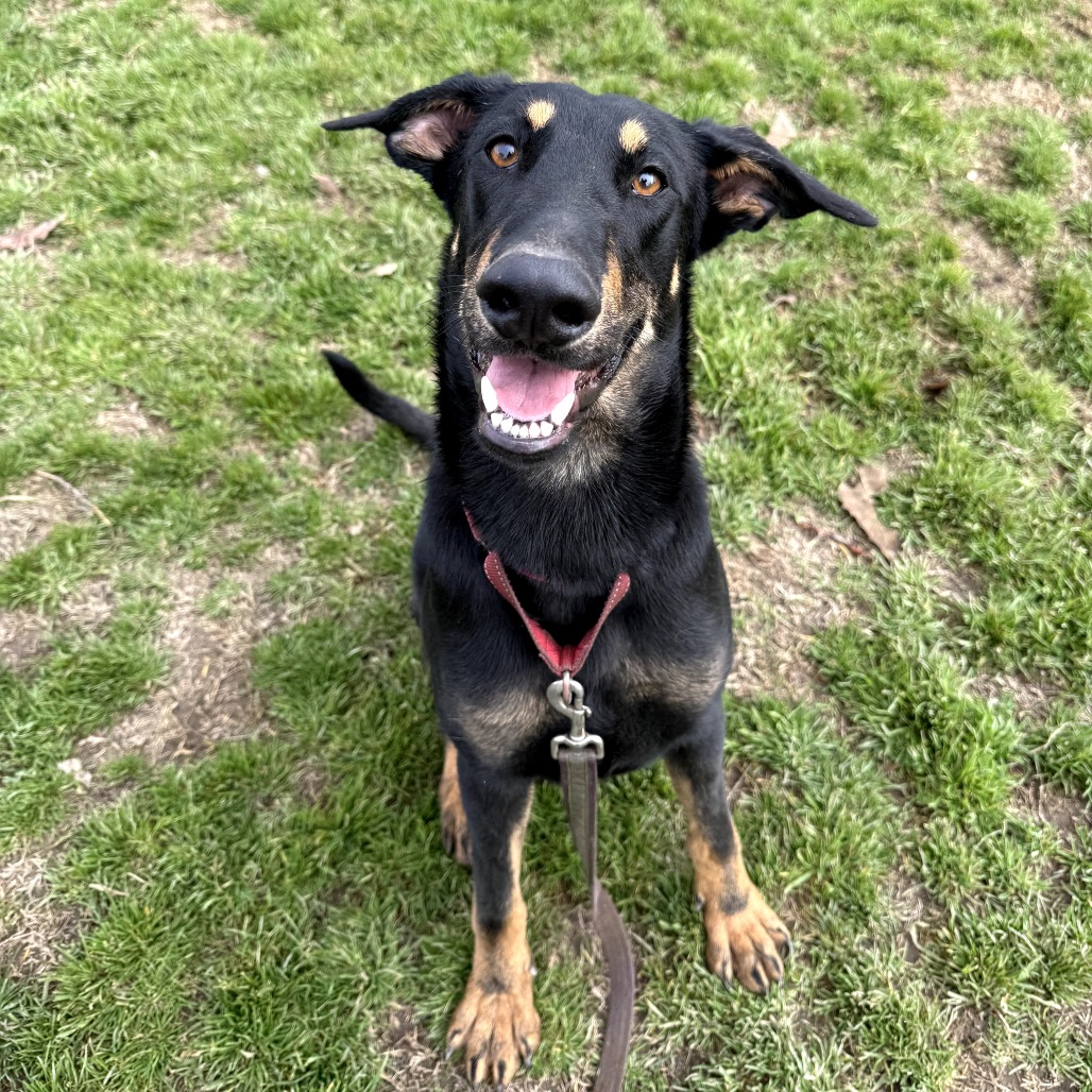 Felix — thumbnail 2