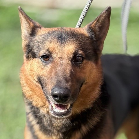 Kennel#17 Ty's preview photo