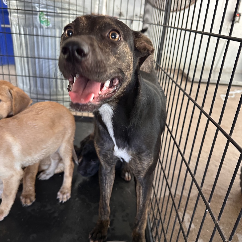 LINDA - Shepherd / Mixed Breed (Medium) available for adoption