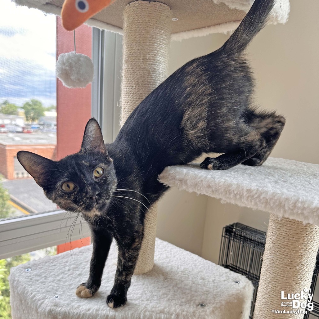 ROLO - Domestic Shorthair available for adoption