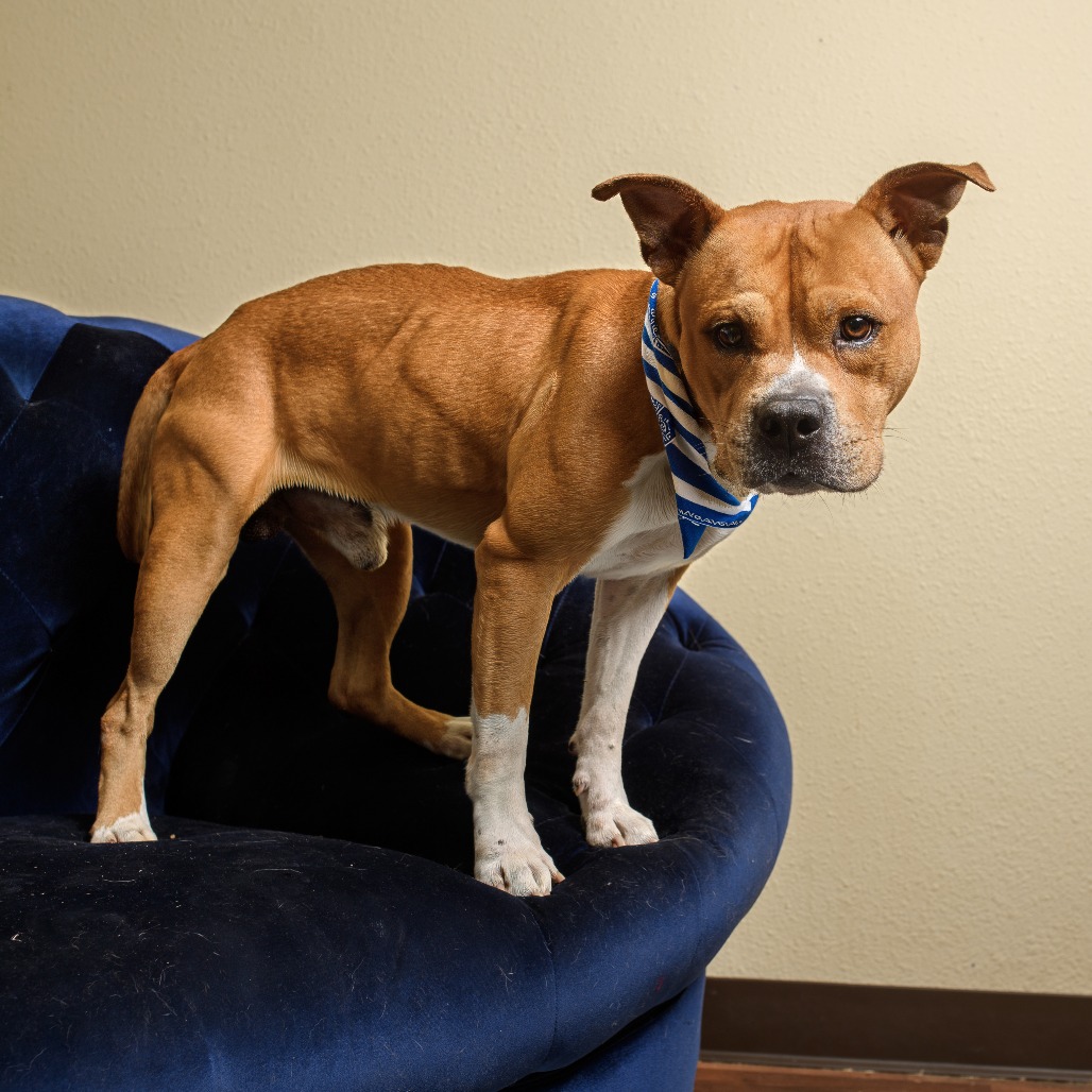 Photo of Dorito