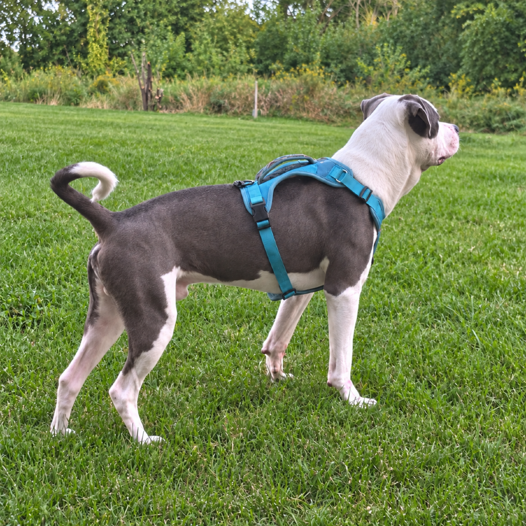 Hercules, a Terrier, Pit Bull / Husky