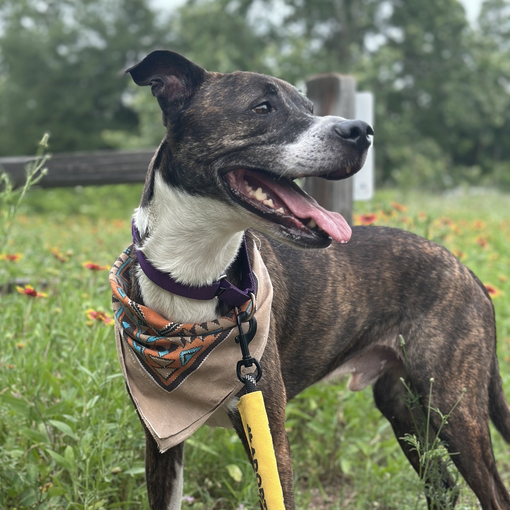 Banana Cream, adoptable senior dog