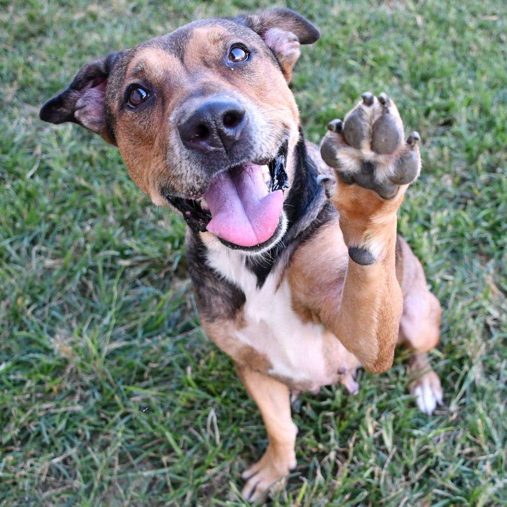 AURELIA - Shepherd / German available for adoption