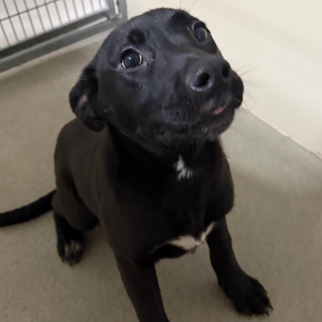 Kennel#19 Celeste's preview photo