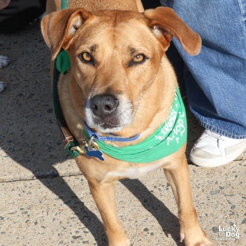 CANELA - Retriever, Labrador / Mix available for adoption