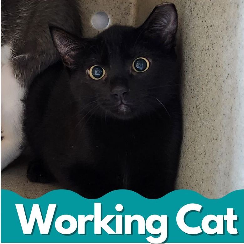 Working Cats for Adoption: Find Your Perfect Pest-Control Partner