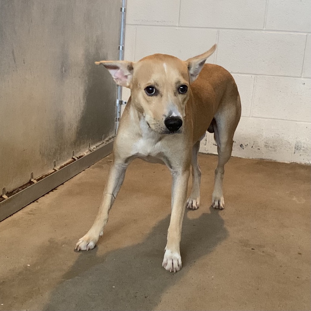 SIR GERALD - Shepherd available for adoption