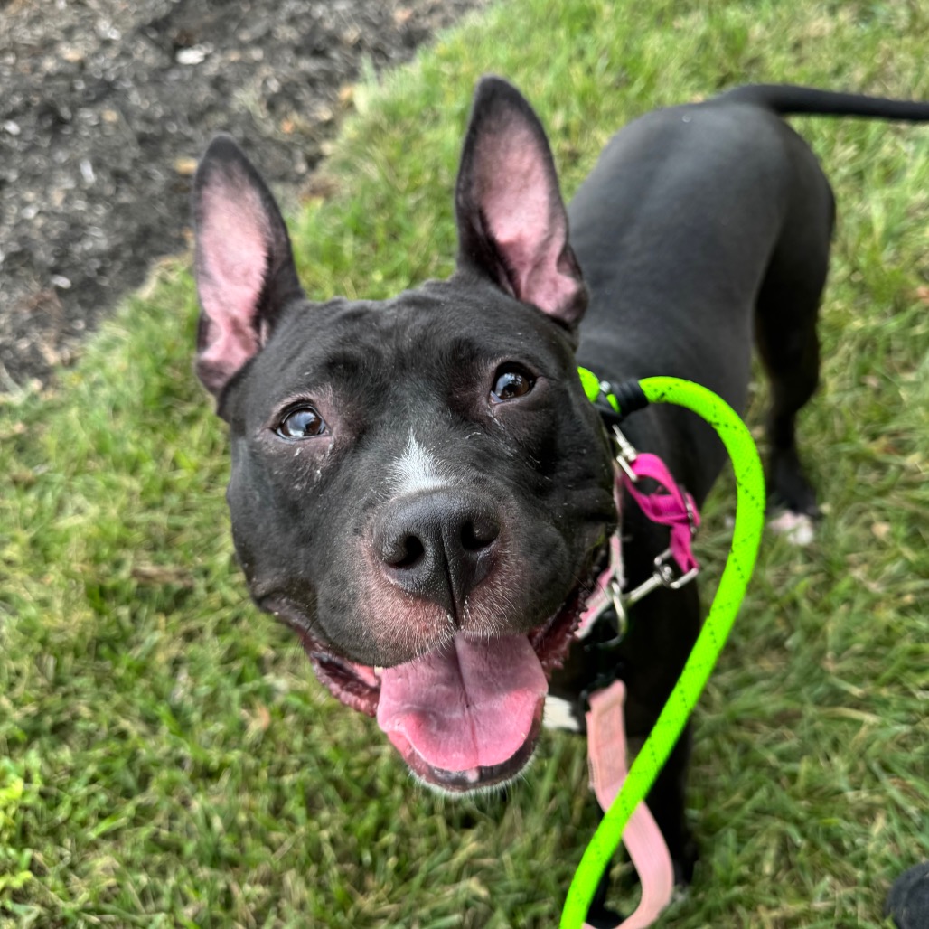 SHEEBA JOY - Mixed Breed (Medium) available for adoption