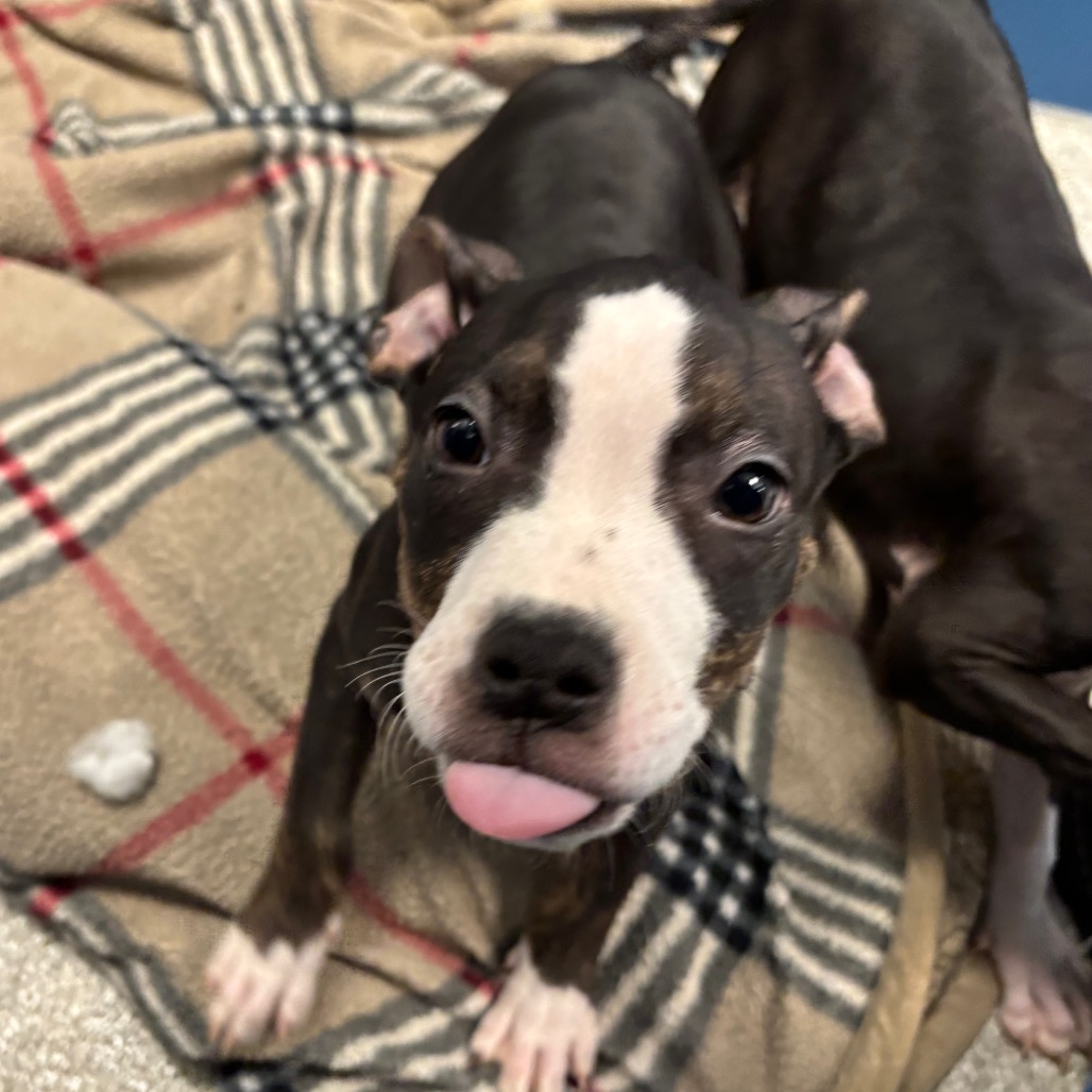 MADAME MORRIBLE - Mixed Breed (Medium) available for adoption