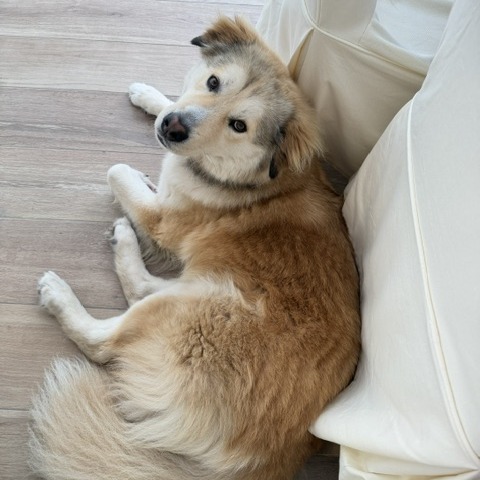 AMBROSE - Mixed Breed (Large) available for adoption