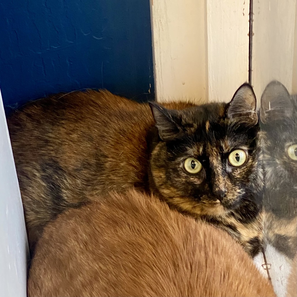 Dolly Purrton picture #3